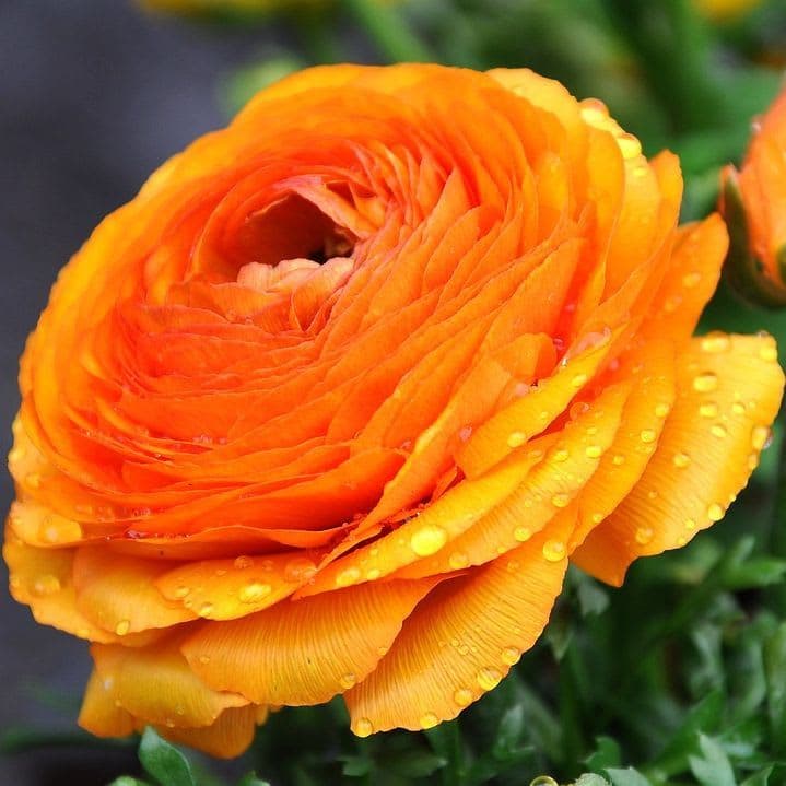 Ранункулюс Оранж Ранункулюс Оранж фото