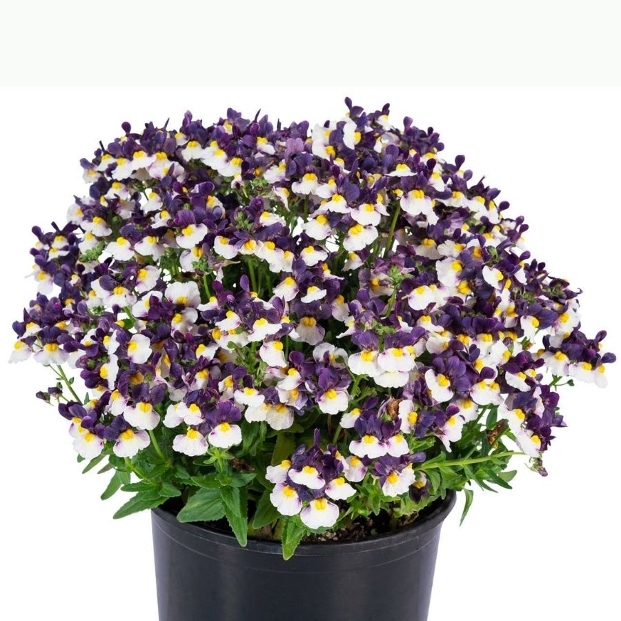 Немезия Марето Блю-Крем - Dolina-Sad.Ru