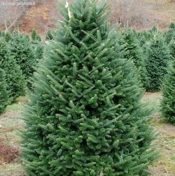 Пихта Фразера Пихта Фразера фото