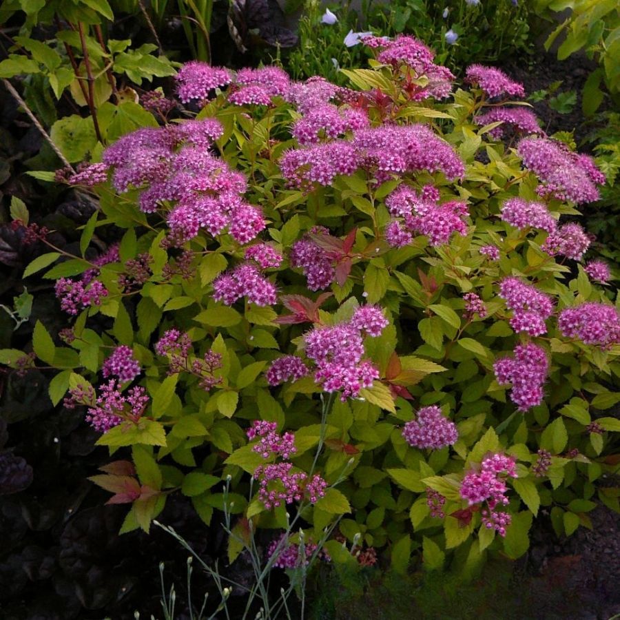 Спирея японская Манон, С3 - Dolina-Sad.Ru