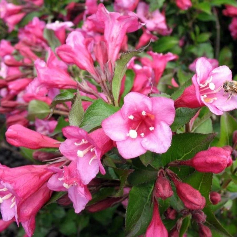 Вейгела Минуэт, С3 Вейгела Минуэт, С3 - Dolina-Sad.Ru