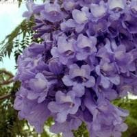 Жакаранда Фиалковое дерево фото