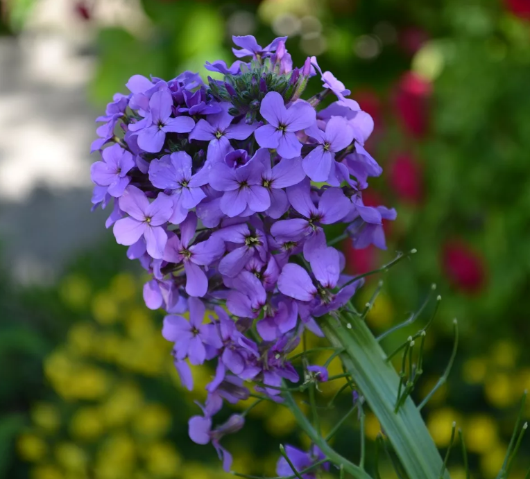 Хесперис Ночная фиалка, смесь 0,6 г сер. 1+1 Н14 фото