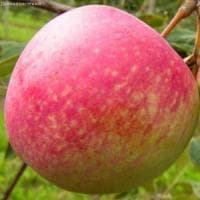 Яблоня Конфетная/Летняя Яблоня Конфетная/Летняя фото