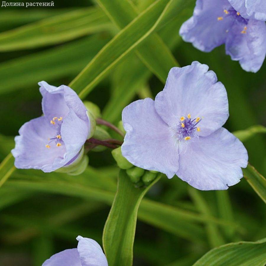 Традесканция андерсона Литл Долл Традесканция андерсона Литл Долл - Dolina-Sad.Ru