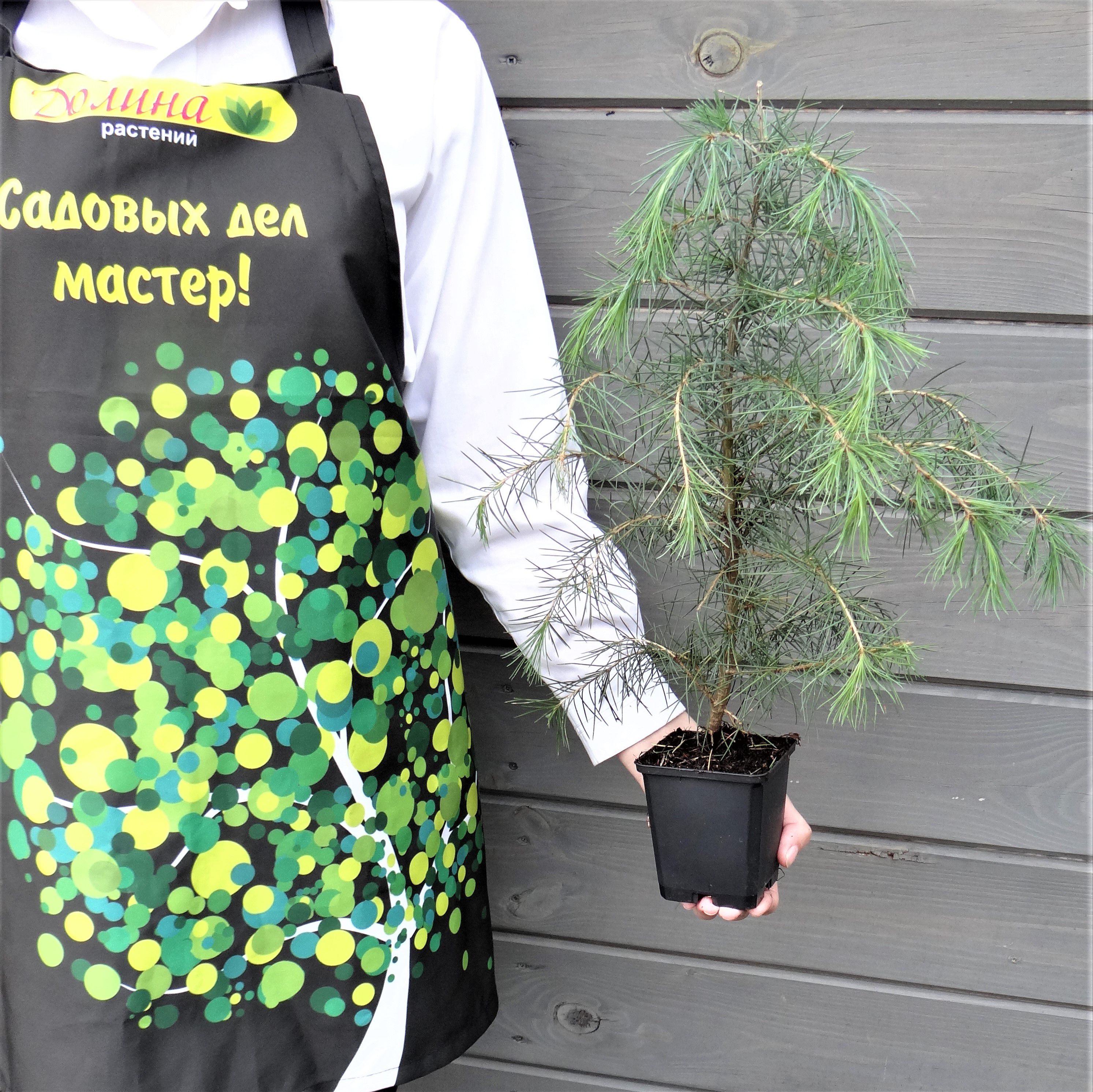 Кедр гималайский Кедр гималайский фото