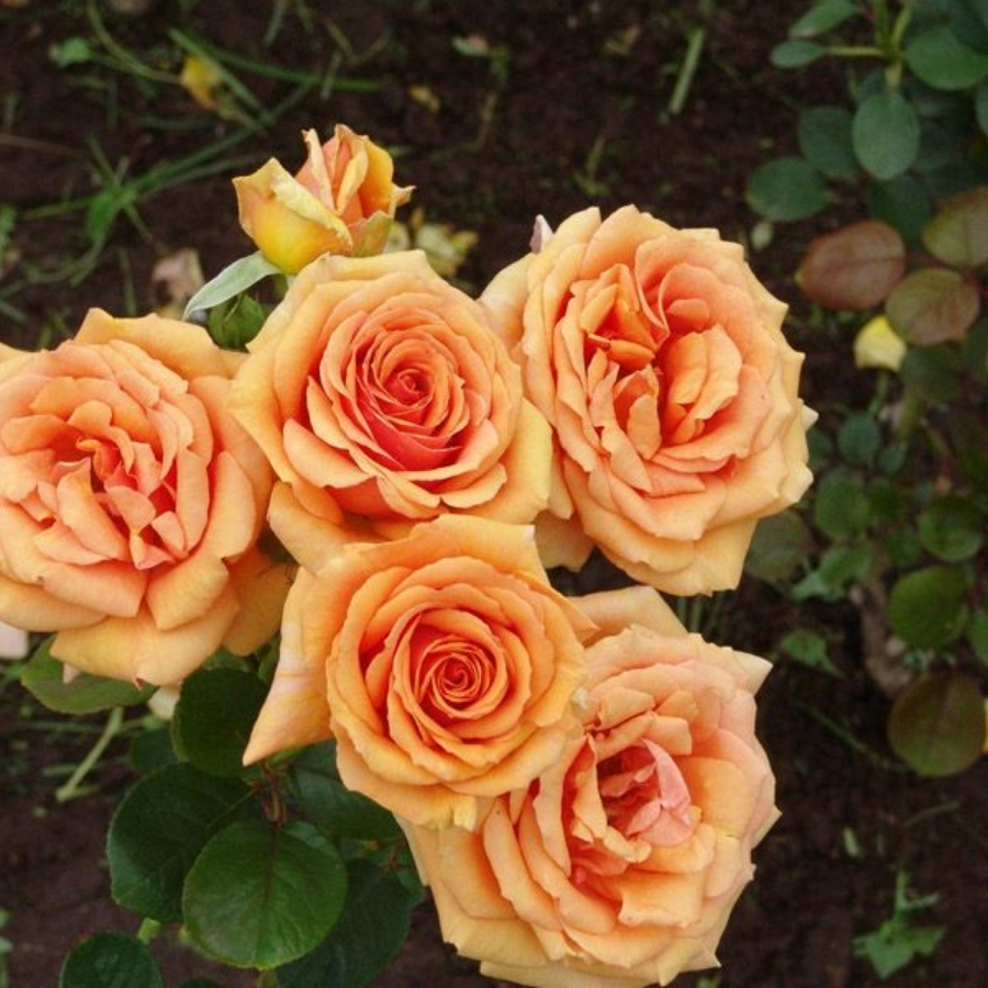 Роза Кингс Дей в горшке - Dolina-Sad.Ru