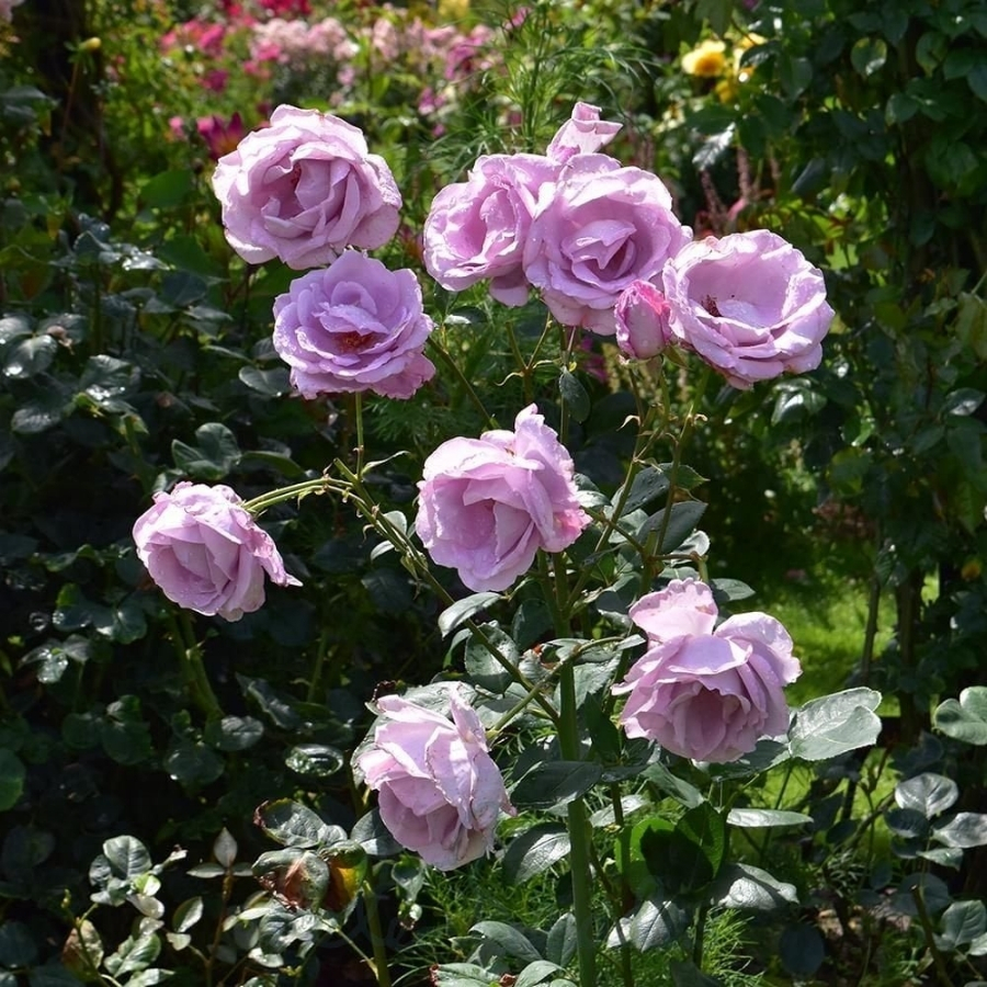 Роза штамбовая Блю Мун Роза штамбовая Блю Мун - Dolina-Sad.Ru