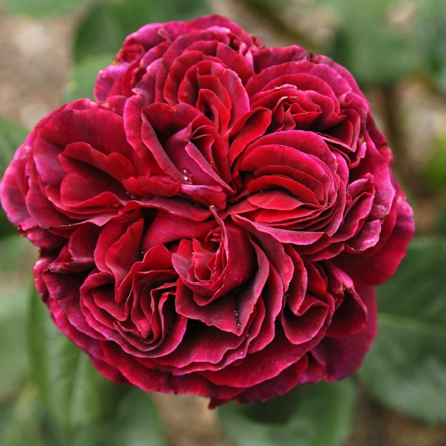 Роза Алфалоп - Dolina-Sad.Ru