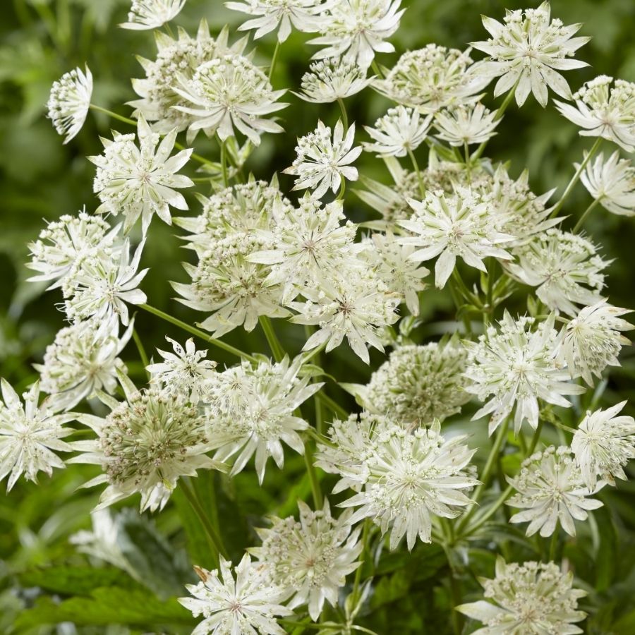 Астранция крупная Диамонд Вайт Астранция крупная Диамонд Вайт - Dolina-Sad.Ru