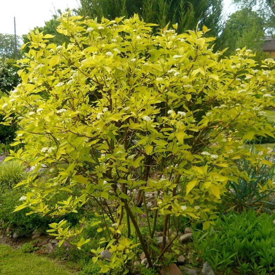 Дерен белый Ауреа, С2 - Dolina-Sad.Ru