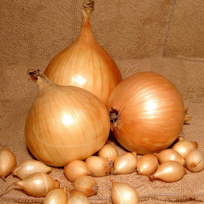 Лук-севок Сеттон F1 фото