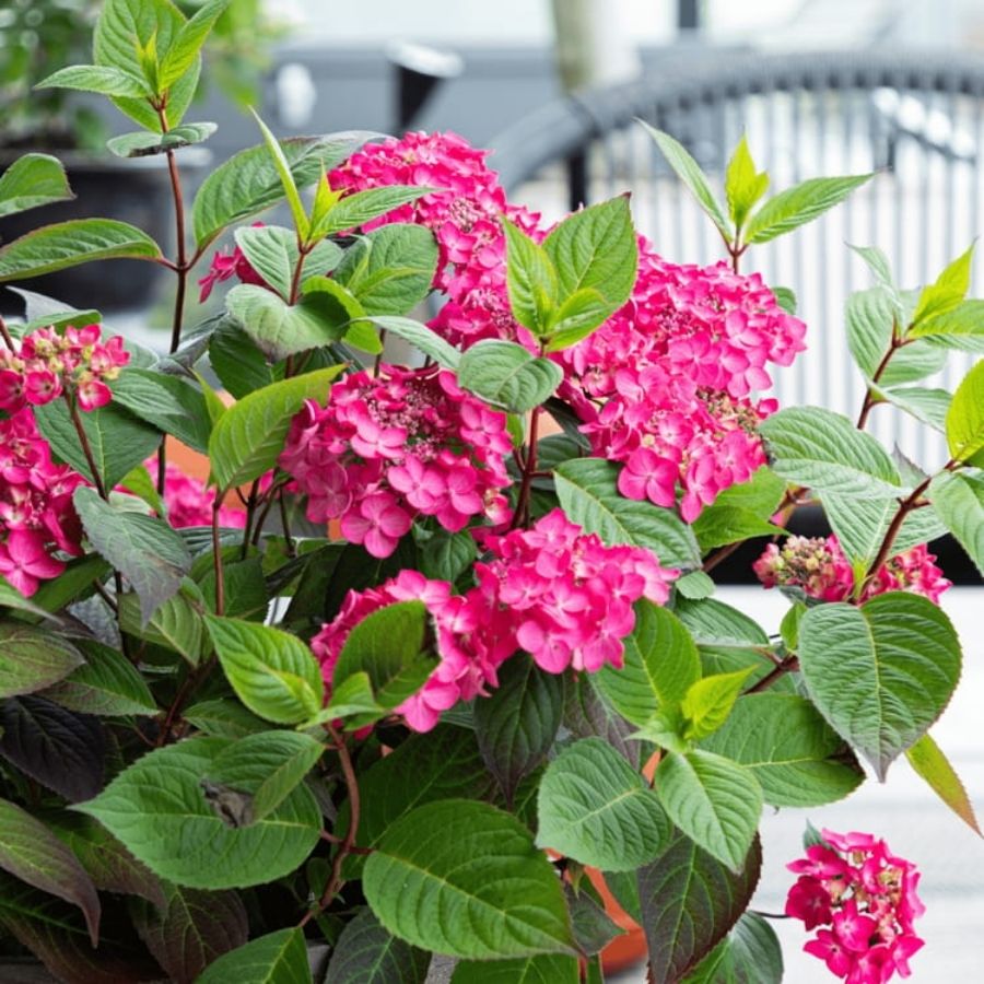 Гортензия пильчатая Мэджик Сансэт, С3 - Dolina-Sad.Ru