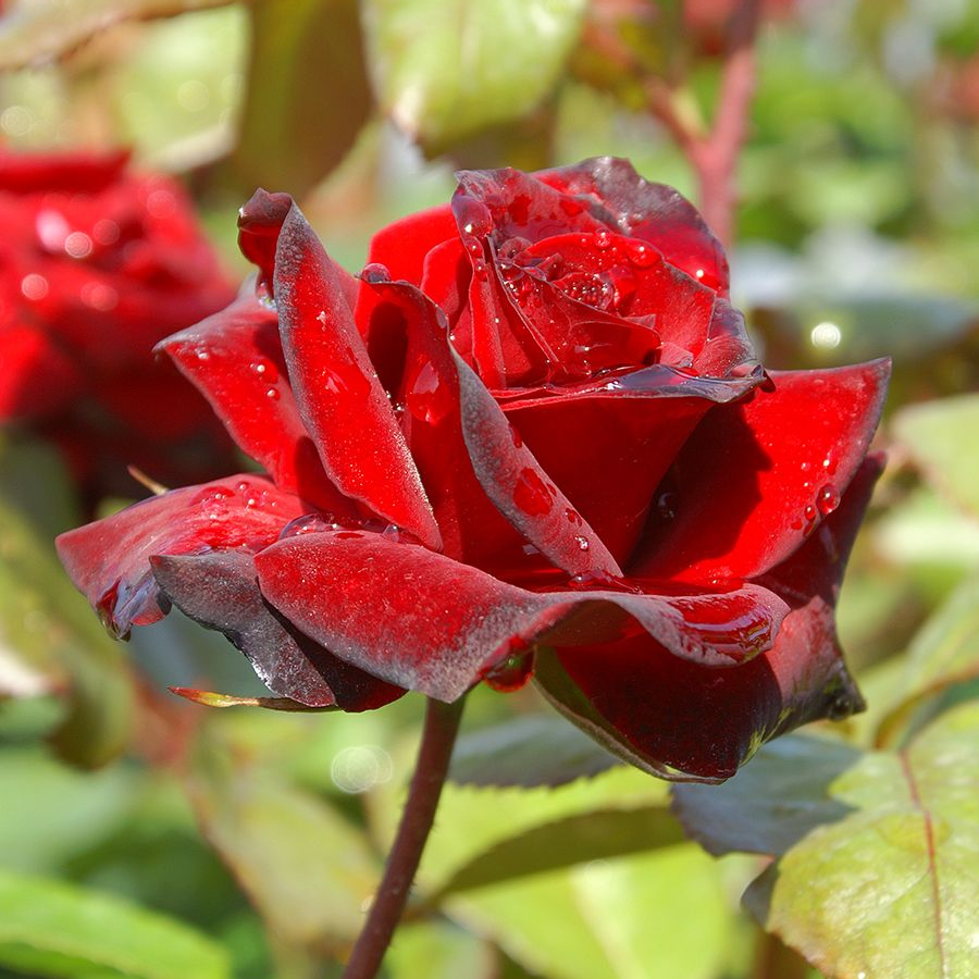 Роза штамбовая Николо Паганини Роза штамбовая Николо Паганини - Dolina-Sad.Ru