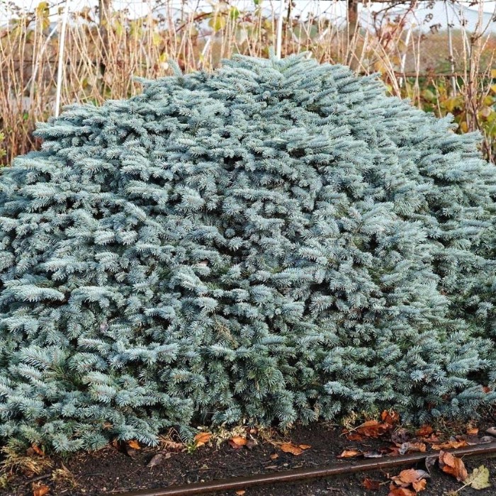 Ель колючая Карпатен - Dolina-Sad.Ru