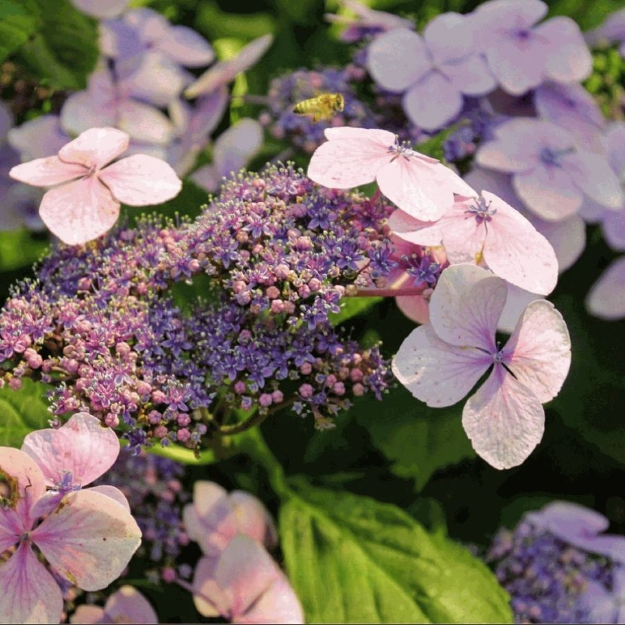 Гортензия пильчатая Мэджик Пиллоу, С3 - Dolina-Sad.Ru