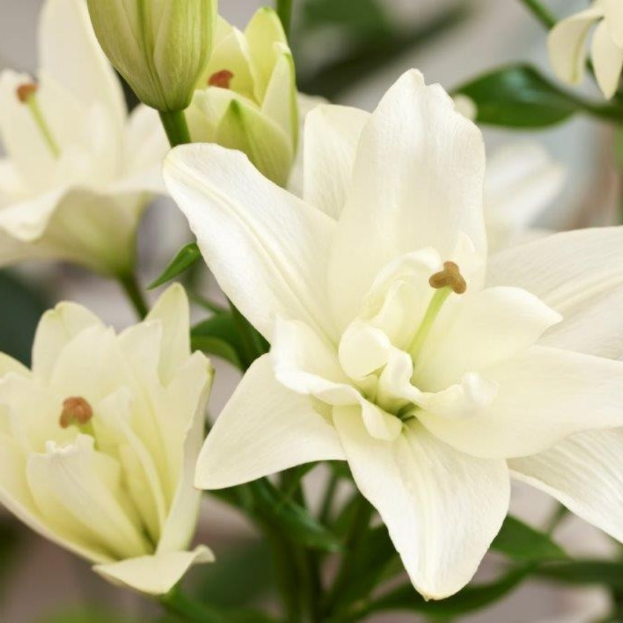 Лилия Бельведер Лилия Бельведер - Dolina-Sad.Ru