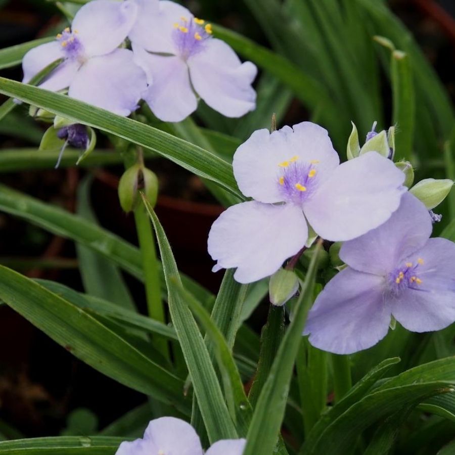Традесканция андерсона Литл Долл Традесканция андерсона Литл Долл - Dolina-Sad.Ru
