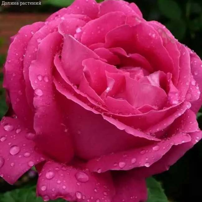 Роза Европа в горшке - Dolina-Sad.Ru