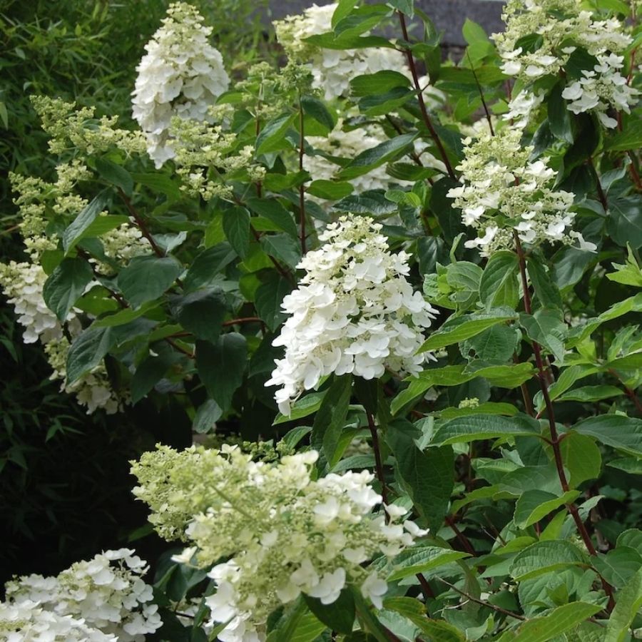 Гортензия метельчатая Киушу, С3 Гортензия метельчатая Киушу, С3 - Dolina-Sad.Ru