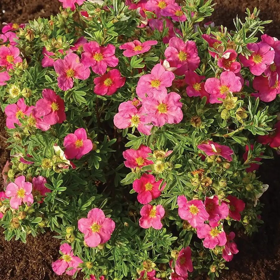 Лапчатка кустарниковая Белиссимо, С3 - Dolina-Sad.Ru