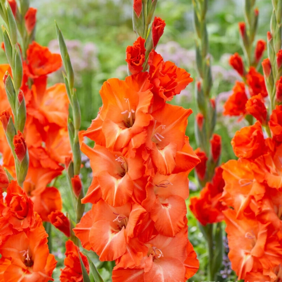 Гладиолус Сторми Гладиолус Сторми - Dolina-Sad.Ru