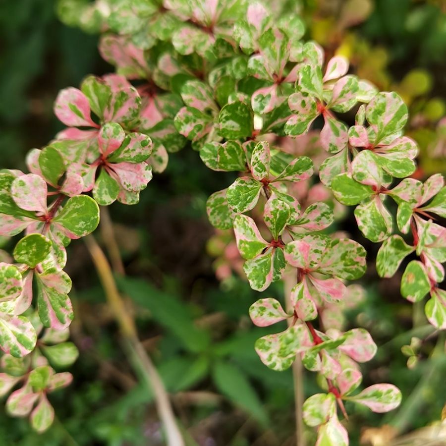 Барбарис Тунберга Келлерис, С2 Барбарис Тунберга Келлерис, С2 - Dolina-Sad.Ru