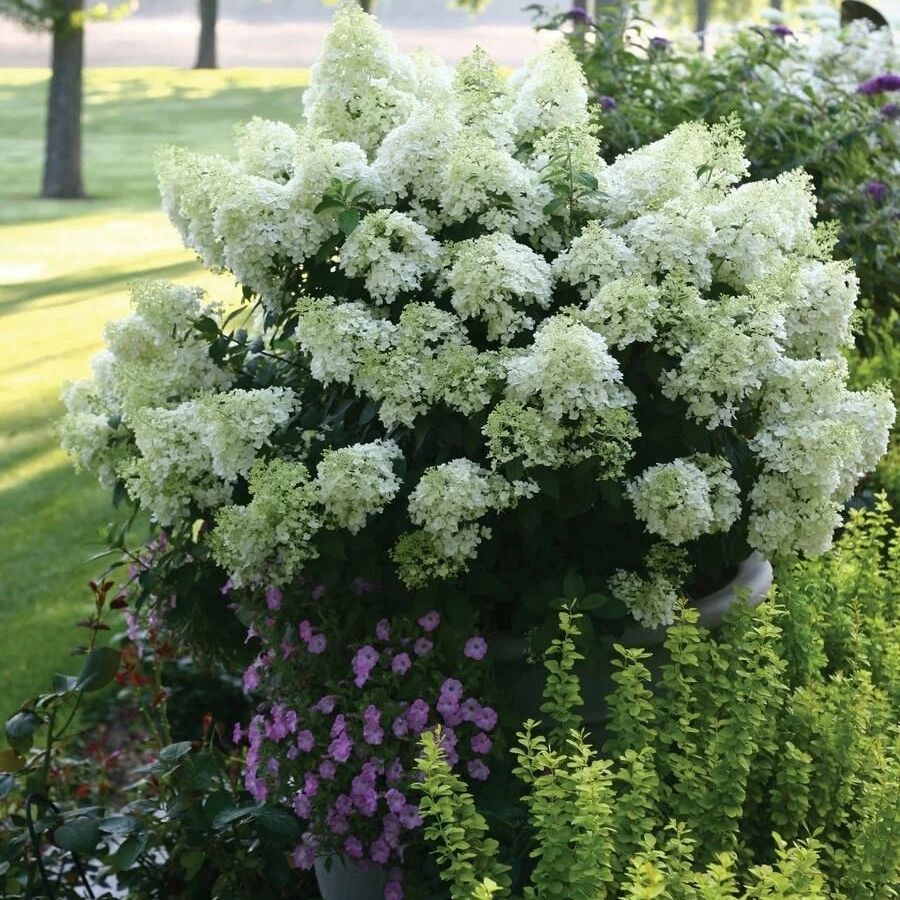 Гортензия метельчатая Дегудо, С3 - Dolina-Sad.Ru
