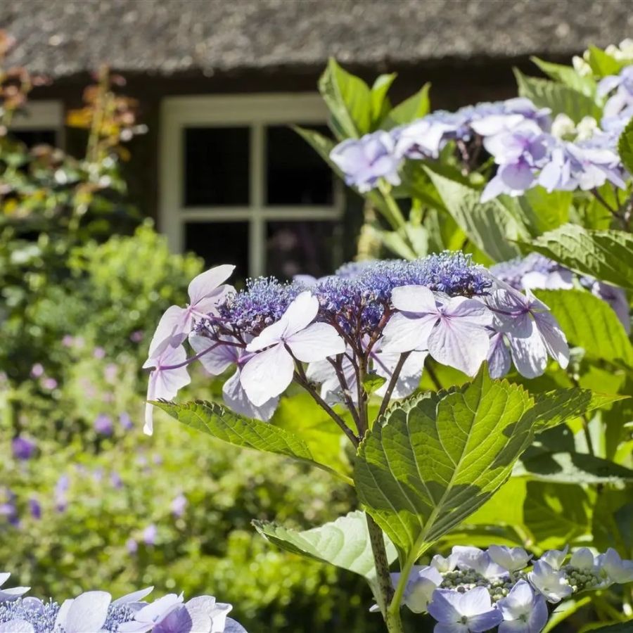 Гортензия пильчатая Морнинг Глори, С3 - Dolina-Sad.Ru