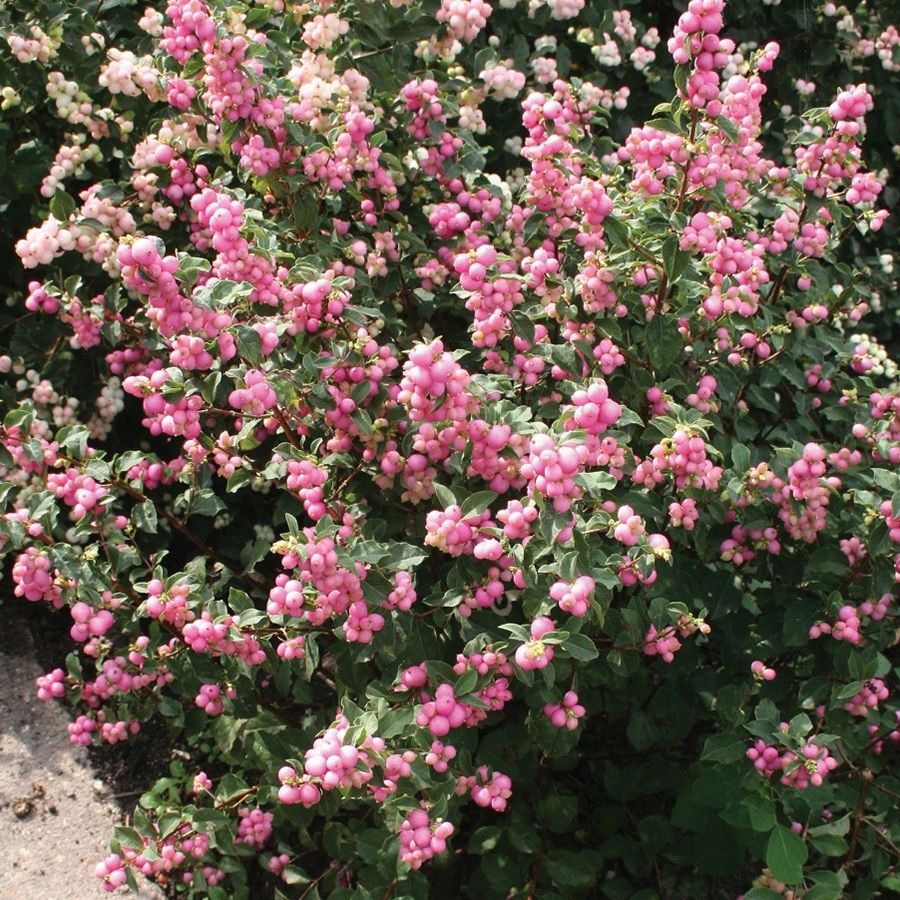 Снежноягодник Мазер оф Перл, С3 - Dolina-Sad.Ru