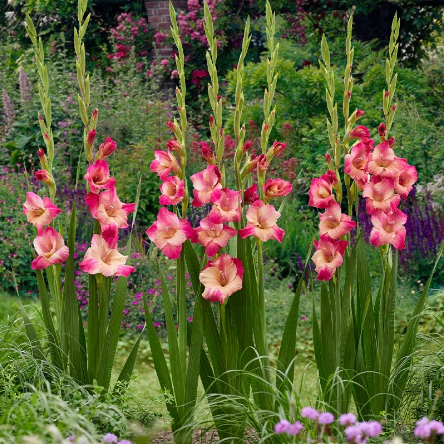 Гладиолус Априкот Бабл Гам Гладиолус Априкот Бабл Гам - Dolina-Sad.Ru