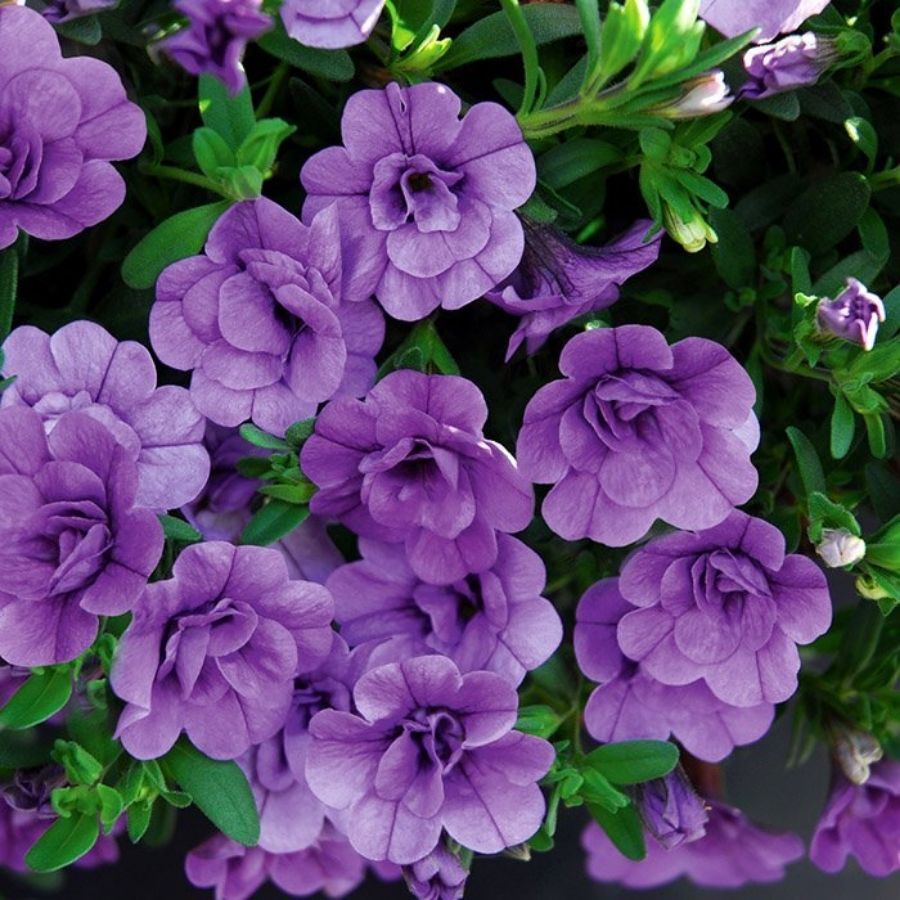 Калибрахоа Алоха Дабл Лавендер - Dolina-Sad.Ru