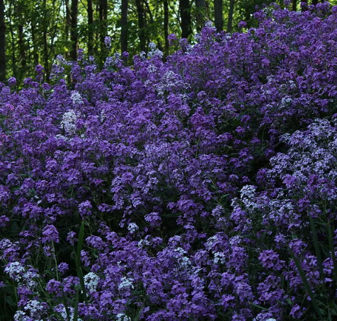 Хесперис Ночная фиалка, смесь 0,6 г сер. 1+1 Н14 фото