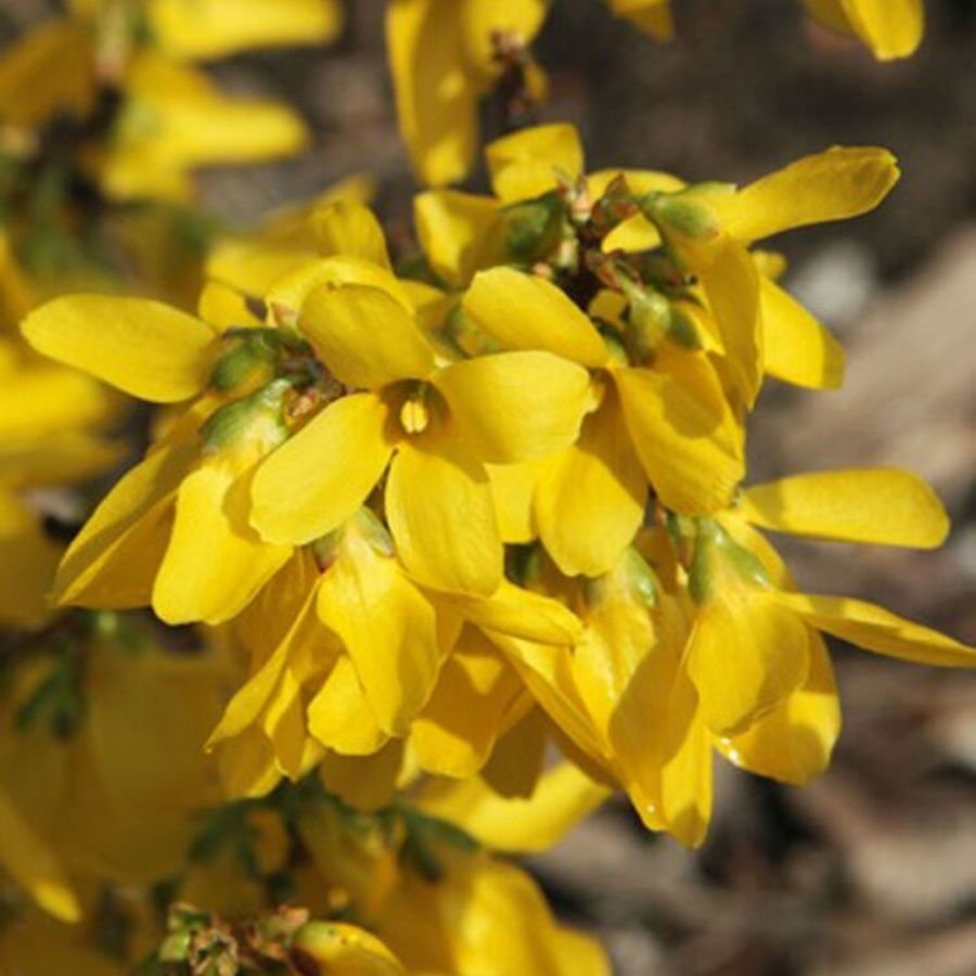 Форзиция промежуточная Курталин, С3 - Dolina-Sad.Ru