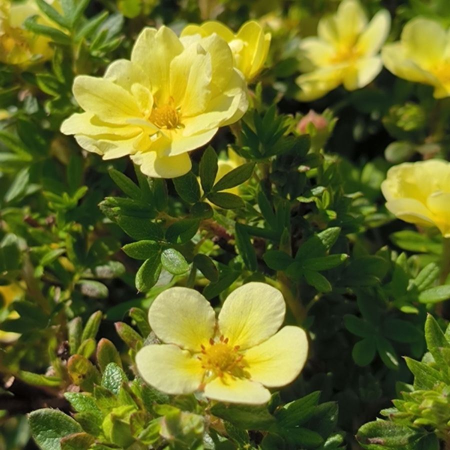 Лапчатка кустарниковая Лемон Меринг, С3 - Dolina-Sad.Ru