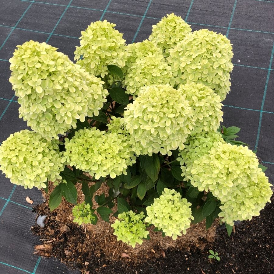 Гортензия метельчатая Литл Пассион, С2 - Dolina-Sad.Ru