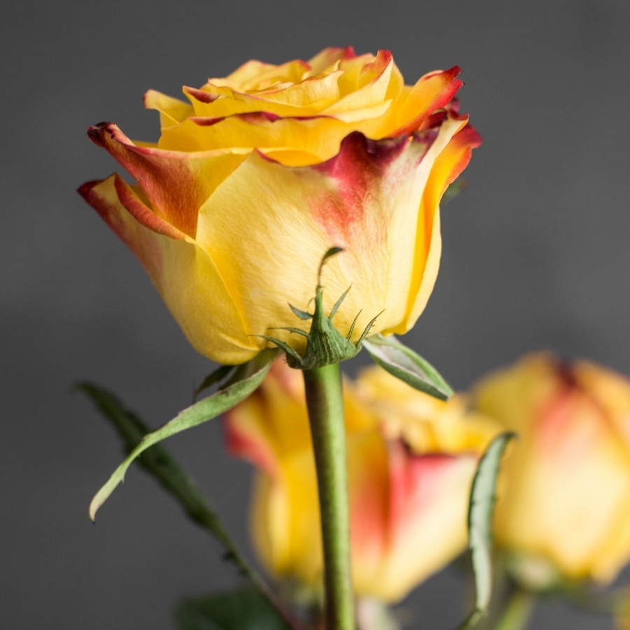 Роза Йеллоу Магия Роза Йеллоу Магия - Dolina-Sad.Ru