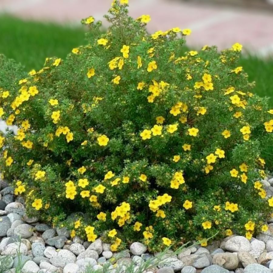 Лапчатка кустарниковая Лонгакр, С3 - Dolina-Sad.Ru