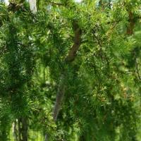 Лиственница японская Диана Лиственница японская Диана фото