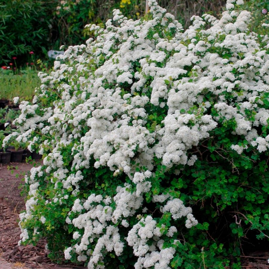 Спирея трехлопастная, С2 - Dolina-Sad.Ru