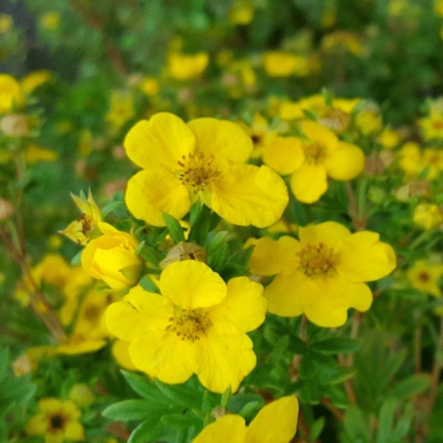 Лапчатка кустарниковая Саммерфлор, С3 - Dolina-Sad.Ru