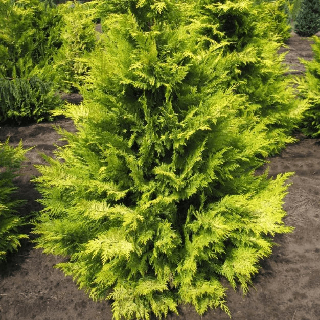 Кипарисовик Лавсона Голден Вандер фото