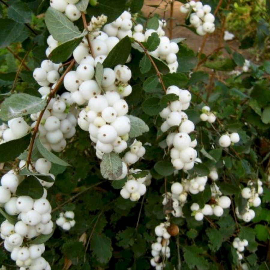 Снежноягодник Доренбоза Вайт Хедж, С2 - Dolina-Sad.Ru