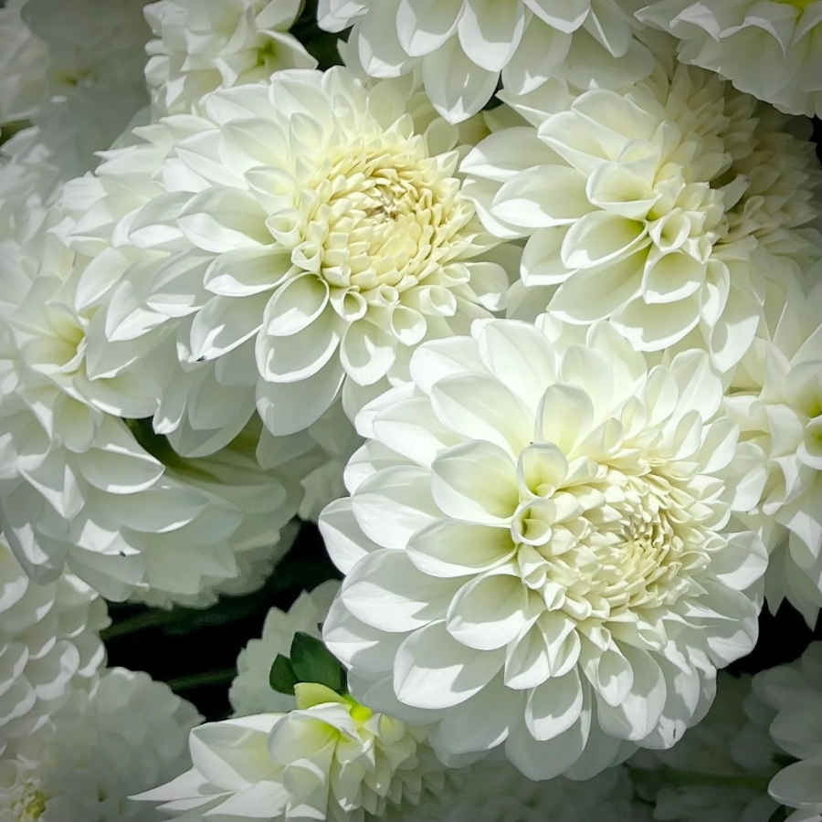 Георгина Бум-Бум Вайт - Dolina-Sad.Ru