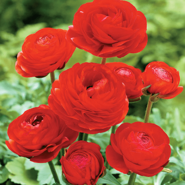 Ранункулюс Ред Ранункулюс Ред фото