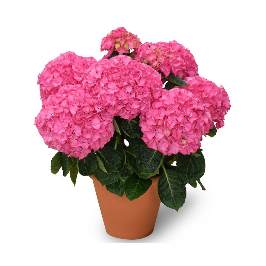 Гортензия крупнолистная Нунки Гортензия крупнолистная Нунки - Dolina-Sad.Ru