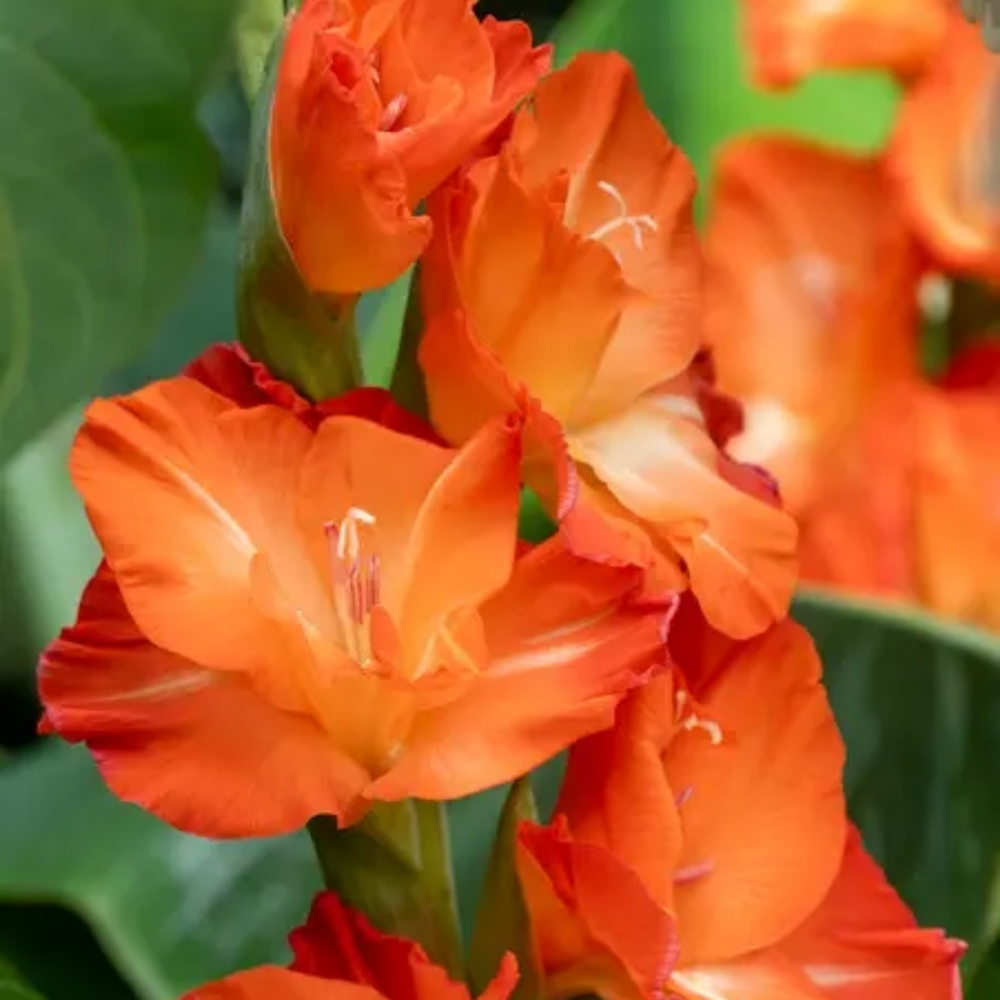 Гладиолус Сторми Гладиолус Сторми - Dolina-Sad.Ru