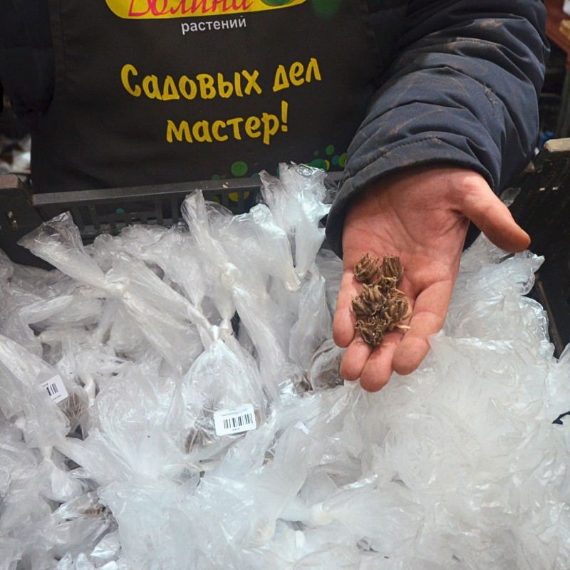 Ранункулюс Ред Ранункулюс Ред фото