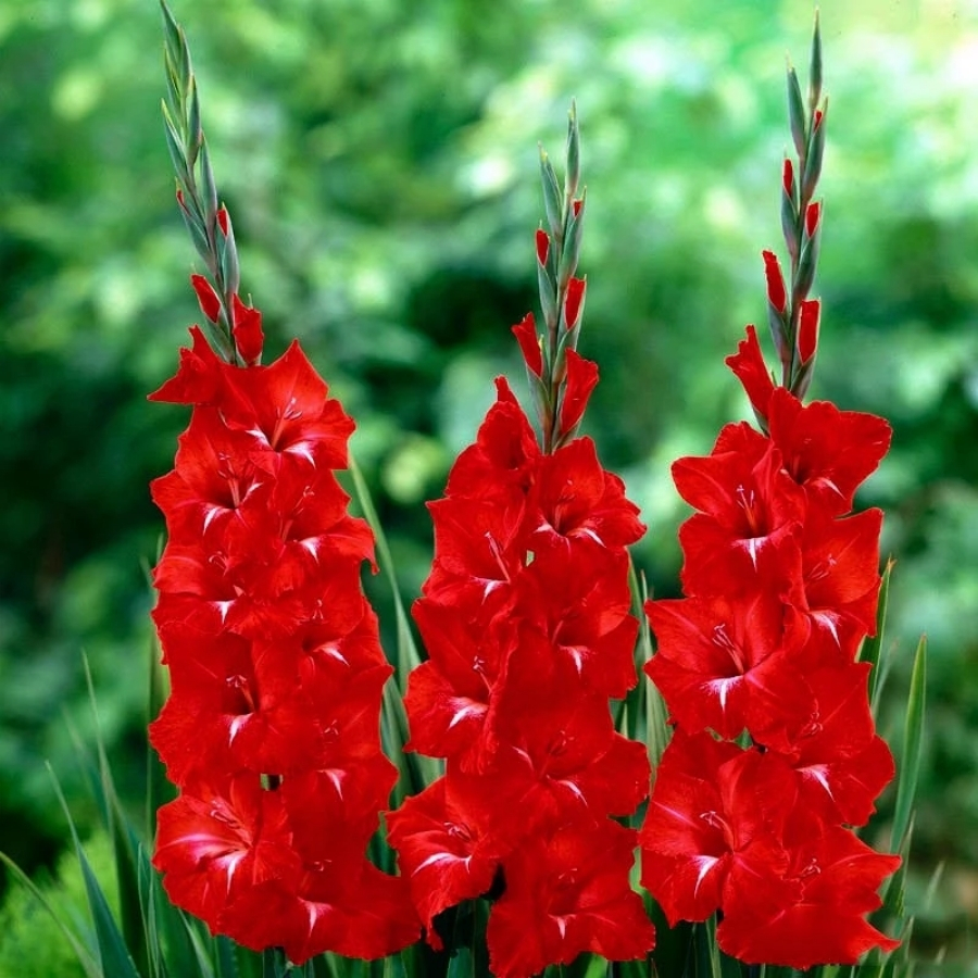 Гладиолус Трейдерхорн Гладиолус Трейдерхорн - Dolina-Sad.Ru