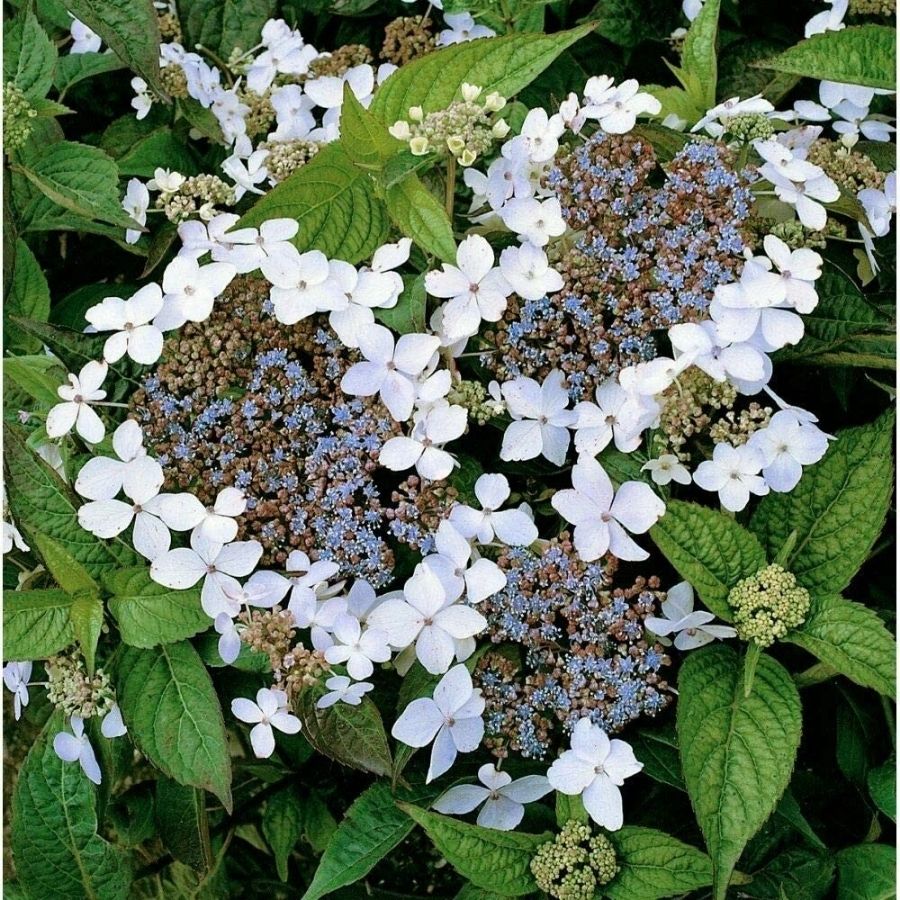 Гортензия крупнолистная Ланарт Уайт, С2 - Dolina-Sad.Ru